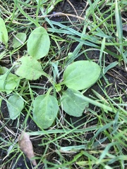 Plantago major