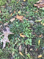 Plantago major