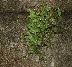 Cymbalaria muralis