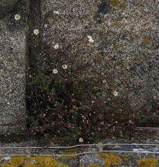 Erigeron karvinskianus