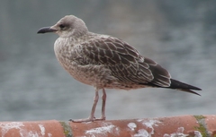 Larus