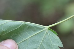 Acer ukurunduense
