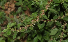 Parietaria judaica