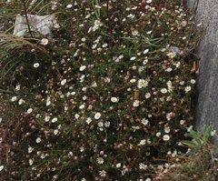 Erigeron karvinskianus