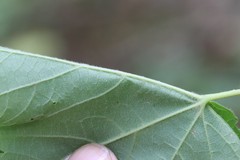 Acer ukurunduense