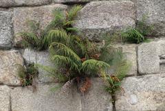 Pteris vittata