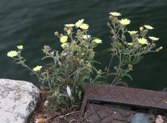 Andryala integrifolia