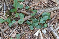 Pyrola renifolia