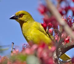 Ploceus subaureus subaureus