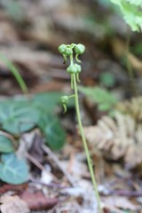Pyrola renifolia