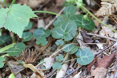 Pyrola renifolia