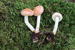 Pyrrhulomyces astragalinus