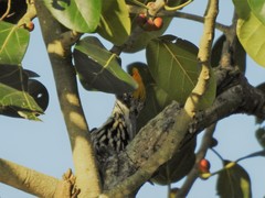 Chrysocolaptes festivus