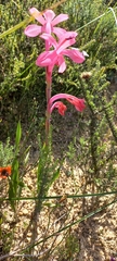 Watsonia coccinea