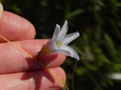 Ixia capillaris