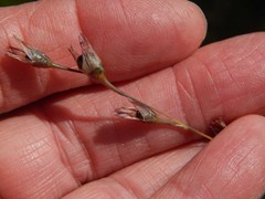 Ixia capillaris