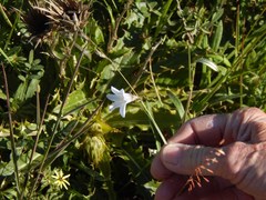 Ixia capillaris