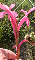 Watsonia coccinea