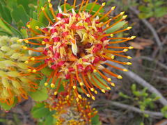 Leucospermum pluridens