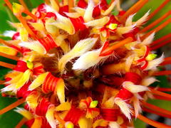 Leucospermum pluridens