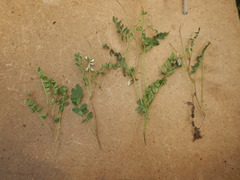 Astragalus norvegicus