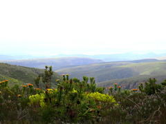 Leucospermum pluridens