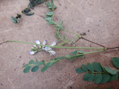 Astragalus norvegicus