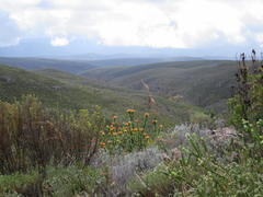 Leucospermum pluridens