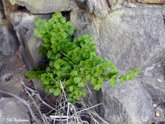Adiantum chilense