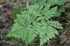 Dryopteris amurensis