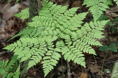 Dryopteris amurensis