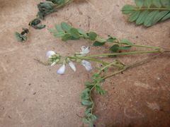Astragalus norvegicus