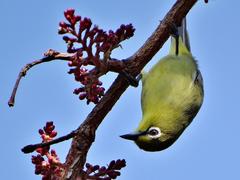 Zosterops virens virens