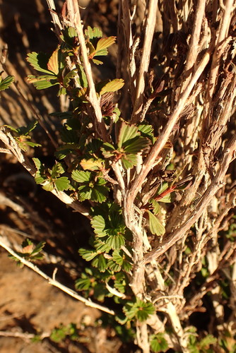 Myrothamnus flabellifolius image