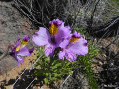 Alstroemeria philippii