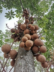Couroupita guianensis