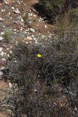 Othonninae