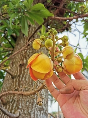 Couroupita guianensis