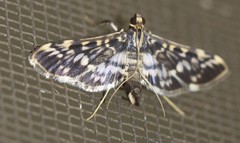 Rhimphalea sceletalis