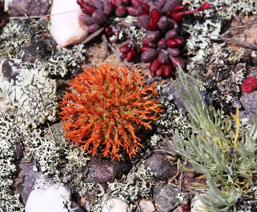 Crassula columnaris