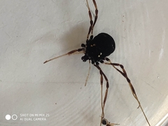 Paranemastoma quadripunctatum