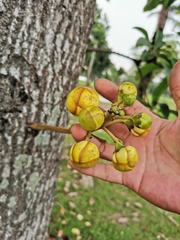 Couroupita guianensis
