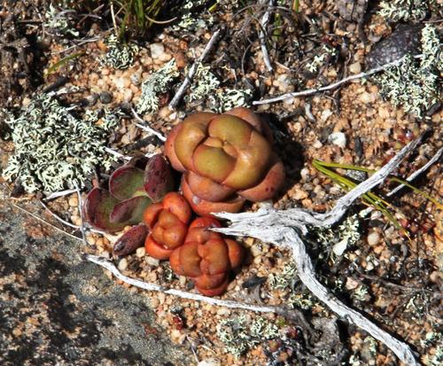 Crassula columnaris