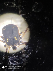 Paranemastoma quadripunctatum