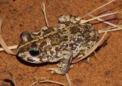 Vandijkophrynus angusticeps