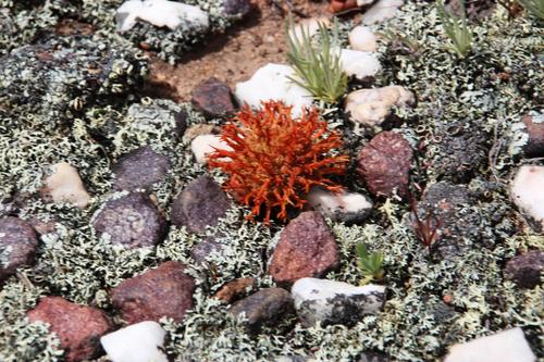 Crassula columnaris