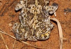 Vandijkophrynus angusticeps