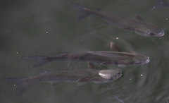 Mugil cephalus