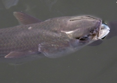 Mugil cephalus