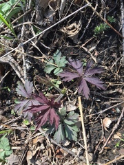Geranium maculatum